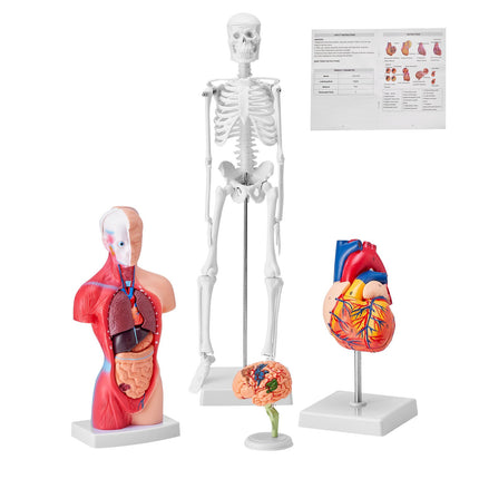 Human Anatomy Model Set, 4-Piece Torso Brain Heart Skeleton