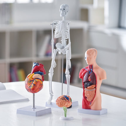 Human Anatomy Model Set, 4-Piece Torso Brain Heart Skeleton