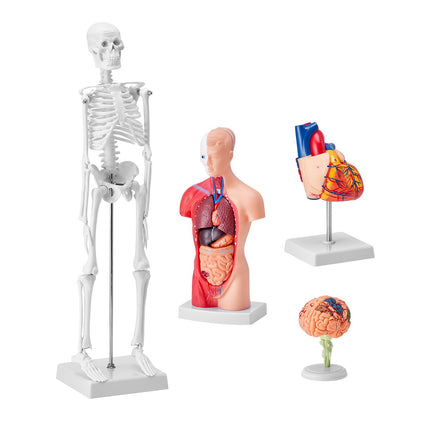 Human Anatomy Model Set, 4-Piece Torso Brain Heart Skeleton
