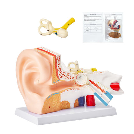Human Ear Anatomy Model, 3-Part 5x Enlarged with Base