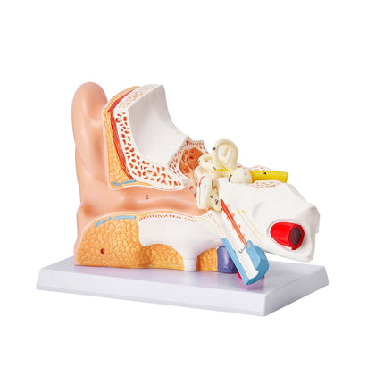 Human Ear Anatomy Model, 3-Part 5x Enlarged with Base