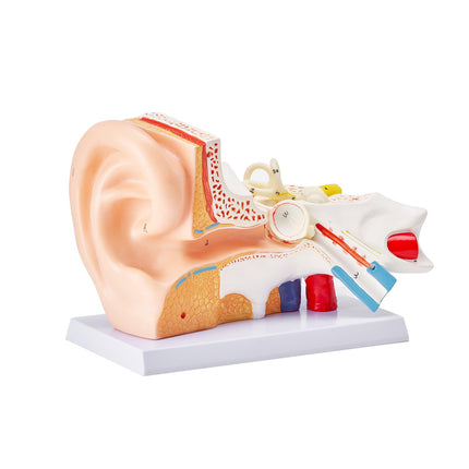 Human Ear Anatomy Model, 3-Part 5x Enlarged with Base