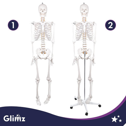 Human Skeleton Anatomical Model 170 cm, 1:1 Scale, Rolling Stand, Poster