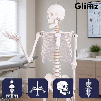 Human Skeleton Anatomical Model 170 cm, 1:1 Scale, Rolling Stand, Poster
