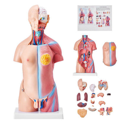 Human Torso Anatomy Model, 18-Inch, 23 Parts, Removable Organs