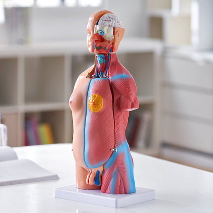 Human Torso Anatomy Model, 18-Inch, 23 Parts, Removable Organs