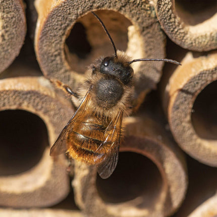 Insect hotel for bees