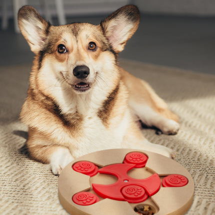 Intelligent toys for dogs