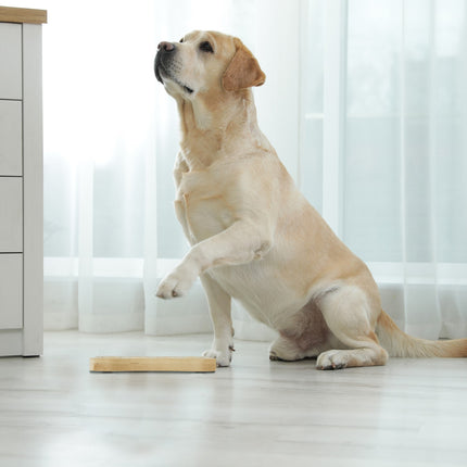 Intelligent toys for dogs