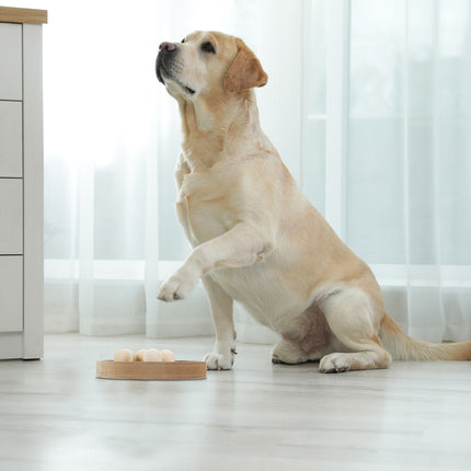 Intelligent toys for dogs and cats