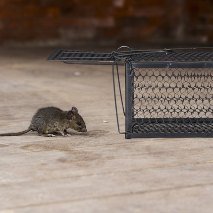 Live trap for mice and rats