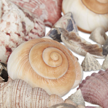 Mix of Sea and Snail Shells 1 kg