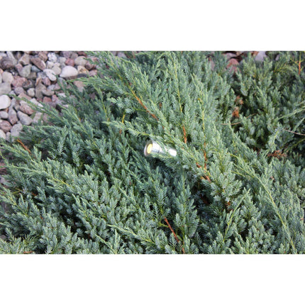 Optica garden spotlight Aluminum
