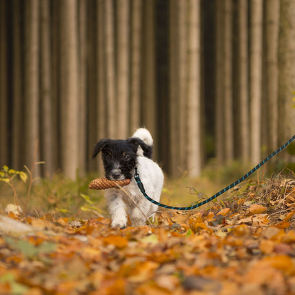 Padded dog leash black 150 cm
