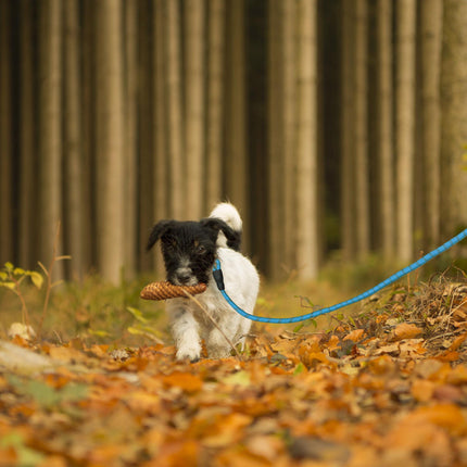 Padded dog leash blue 150 cm