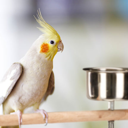 Parrot perch with stand