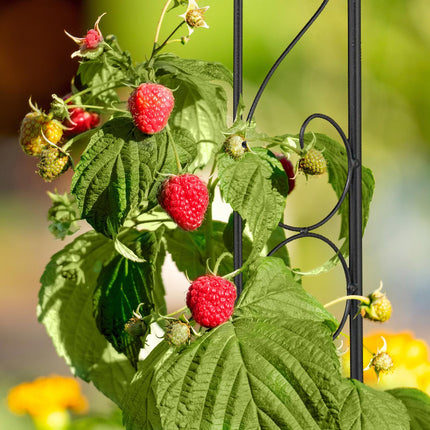 Plant Support Hook, 145 cm Metal Trellis