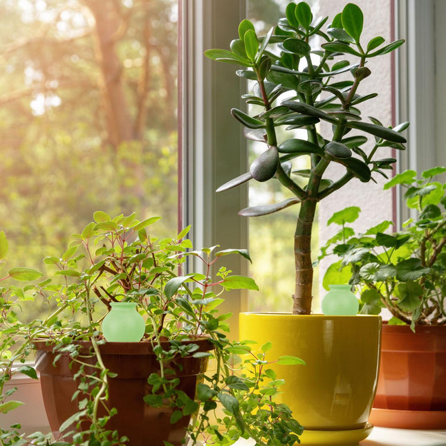 Plant Water Dispensers Set – Automatic Watering Globes