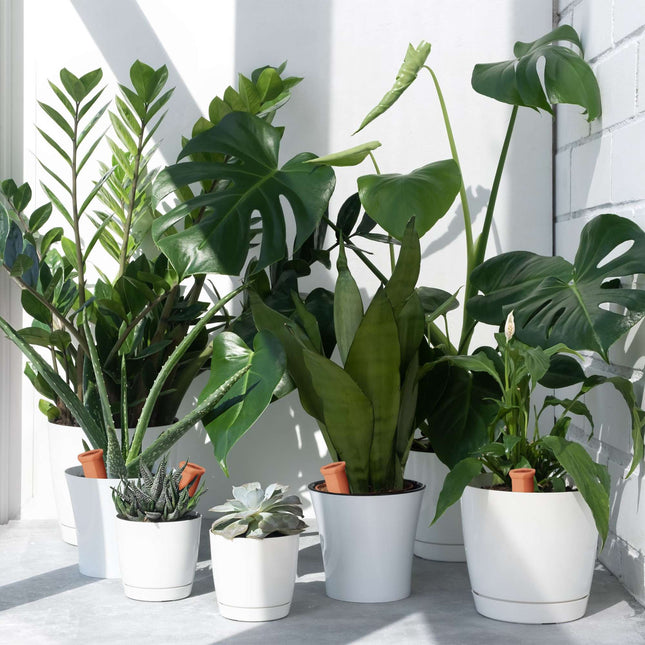 Plant Watering Spikes, 8-Pack Self-Watering System