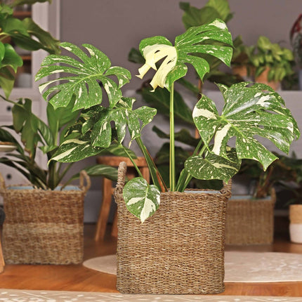 Planter basket with zinc tray set of 3