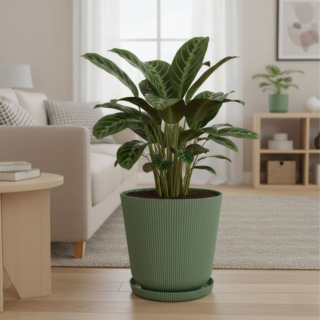 Planters with Saucers, Set of 2, Indoor/Outdoor
