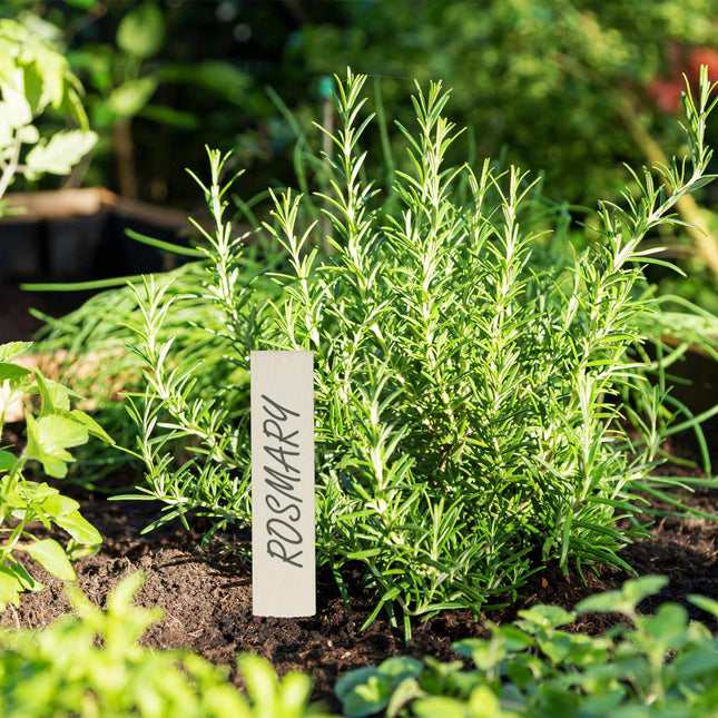 Plant labels, 60-pack