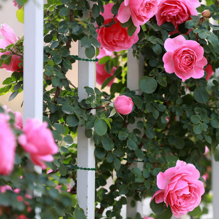 Plant ties 17 cm set of 200