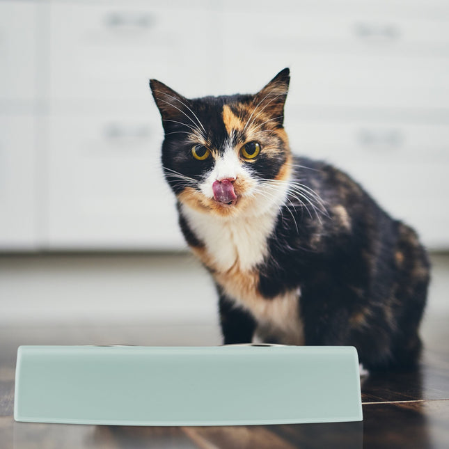 Raised Double Pet Bowl Stand with Food Catcher Rim