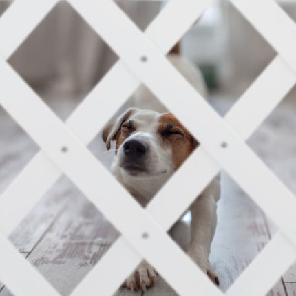 Retractable dog rail in white