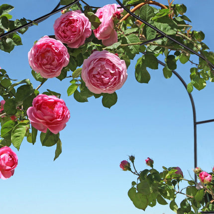 Rose arch 255 cm high