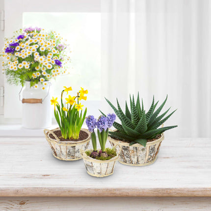 Round flower pot birch Set of 3