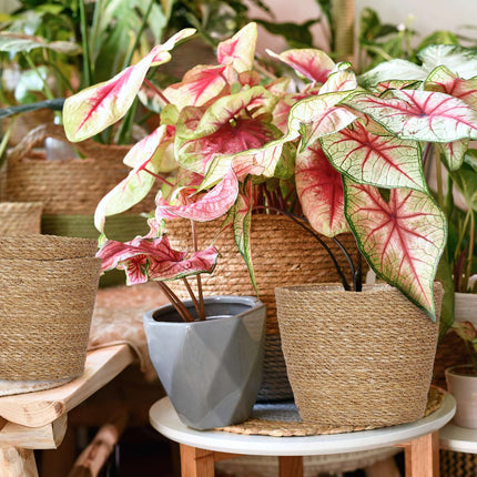 Seagrass Planters Set – 3 Indoor Wicker Flower Pots
