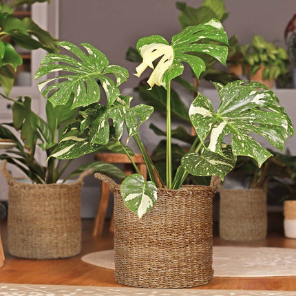 Seagrass Planting Baskets with Zinc Trays, Set of 3