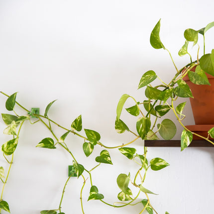 Self-adhesive plant clips in a set of 240 pcs