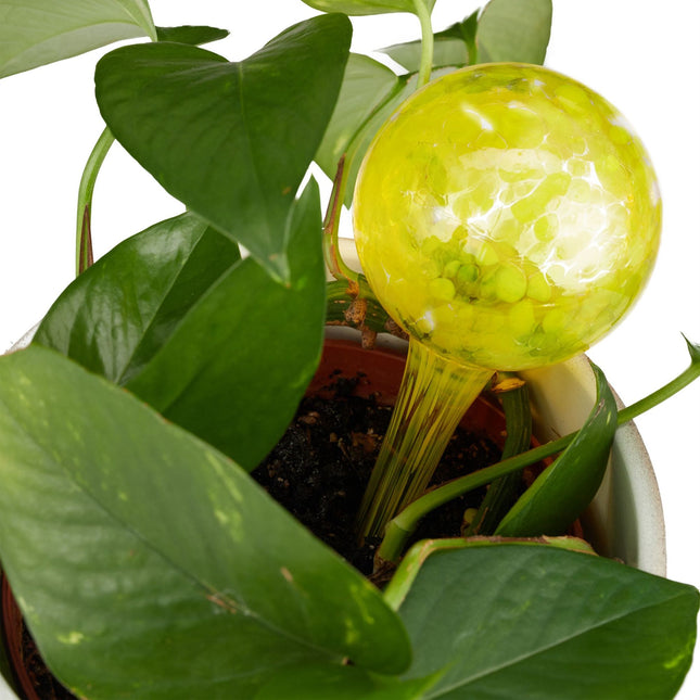 Self-watering glass set of 2