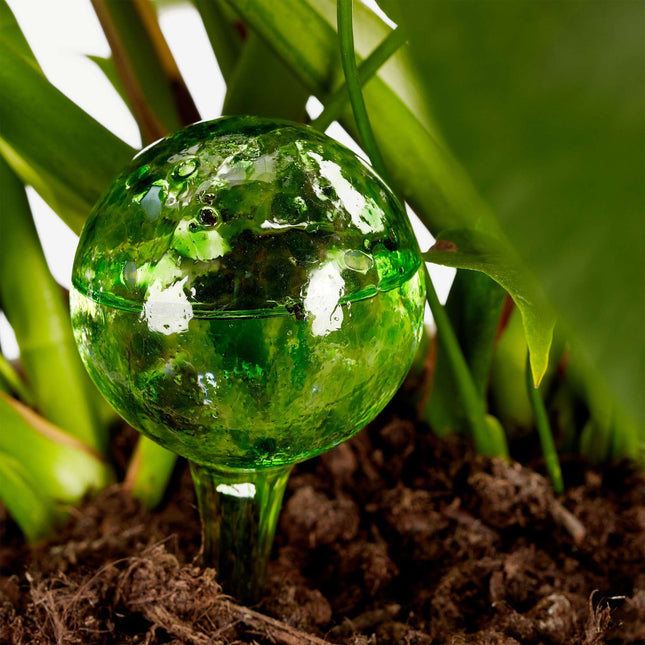 Self-watering glass set of 2