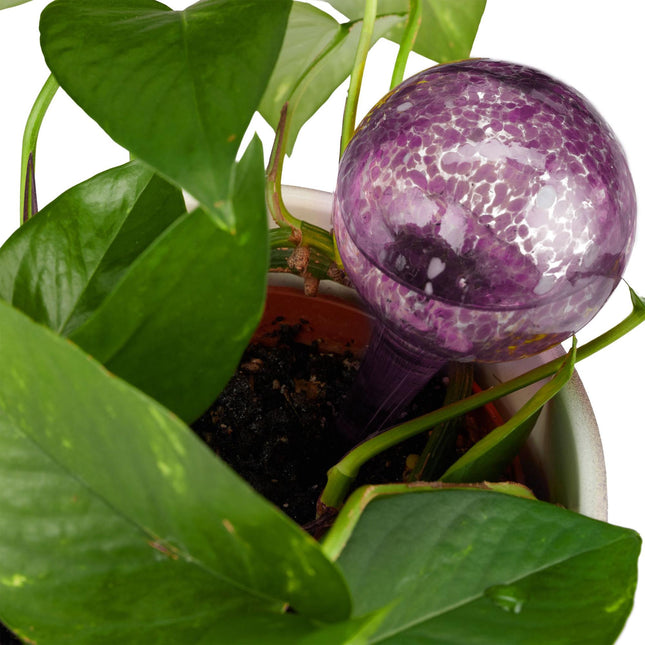 Self-watering glass set of 2