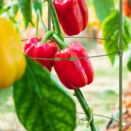 Set of 5 Round Tomato Trellises, 90 cm