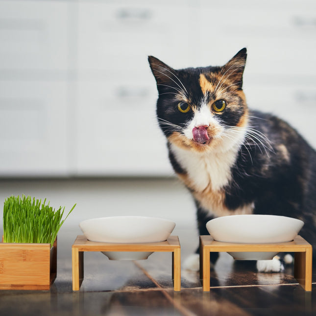 Set with cat bowl and grass bowl for cat
