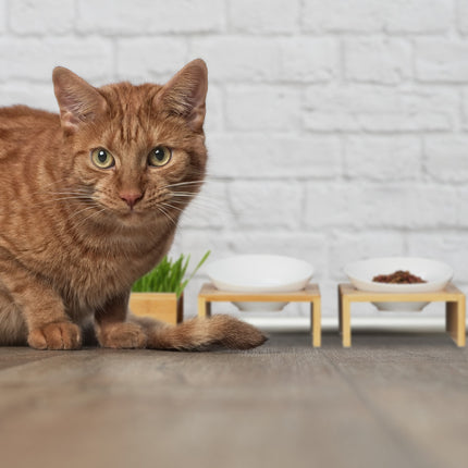 Set with cat bowl and grass bowl for cat