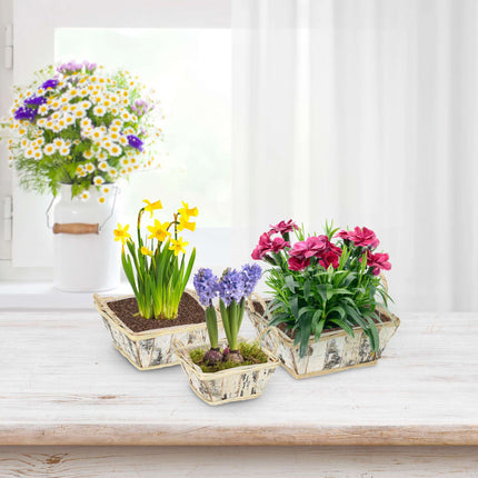 Square flowerpot Birch Set of 3