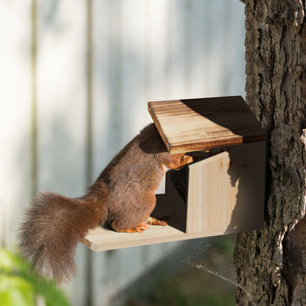 Squirrel feeder Wood