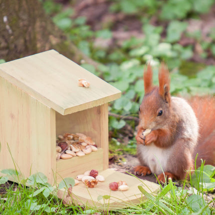 Squirrel feeder for placement