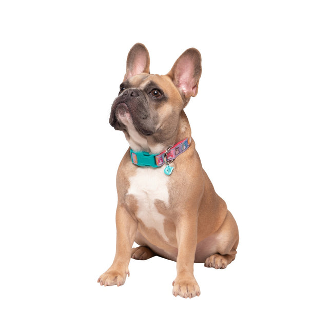 Squishmallows Dog Collar, Medium