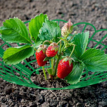 Strawberry support in set