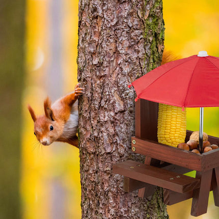 Table set for squirrel
