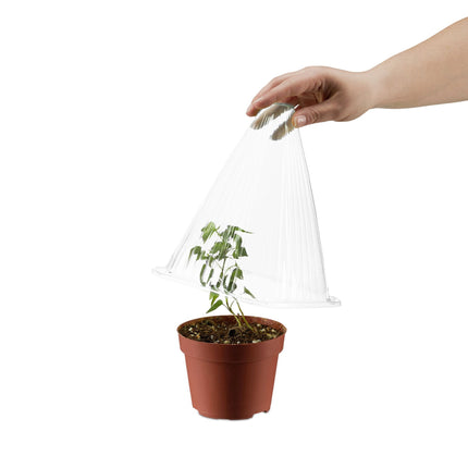 Transparent plant hat 10-pack