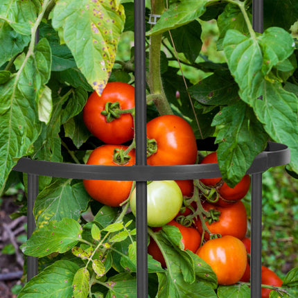 Trellis set of 2