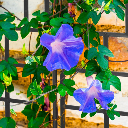 Trellis set of 3 124 cm