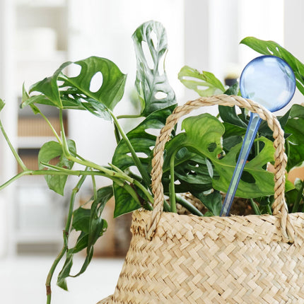 Watering balls - set of 5